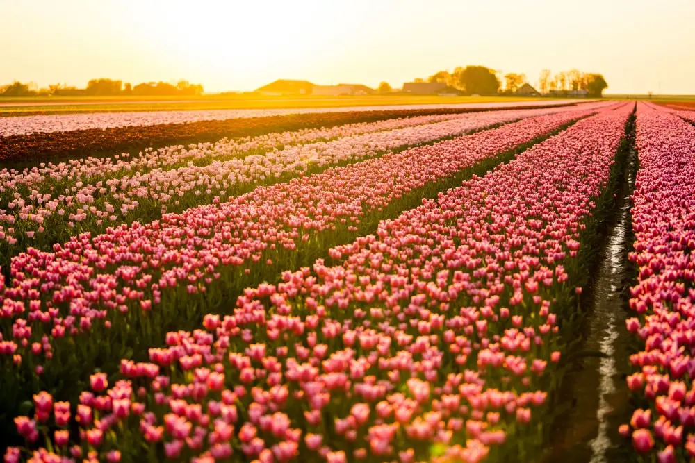 One Flora Group - Circular Plastics Foundation